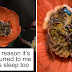 Adorable Pictures Of Bees That Sleep In Flowers