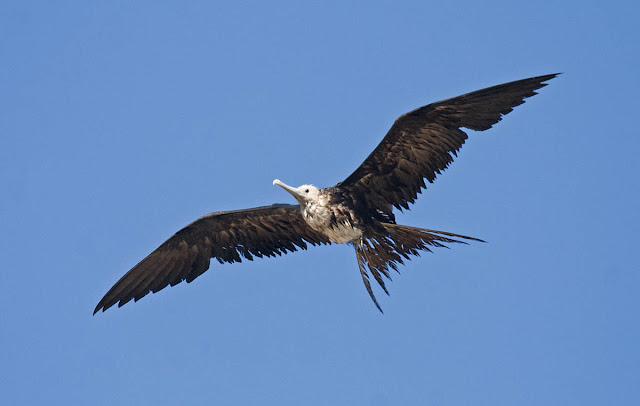 Magnificent Frigatebird Magnificent Frigatebird