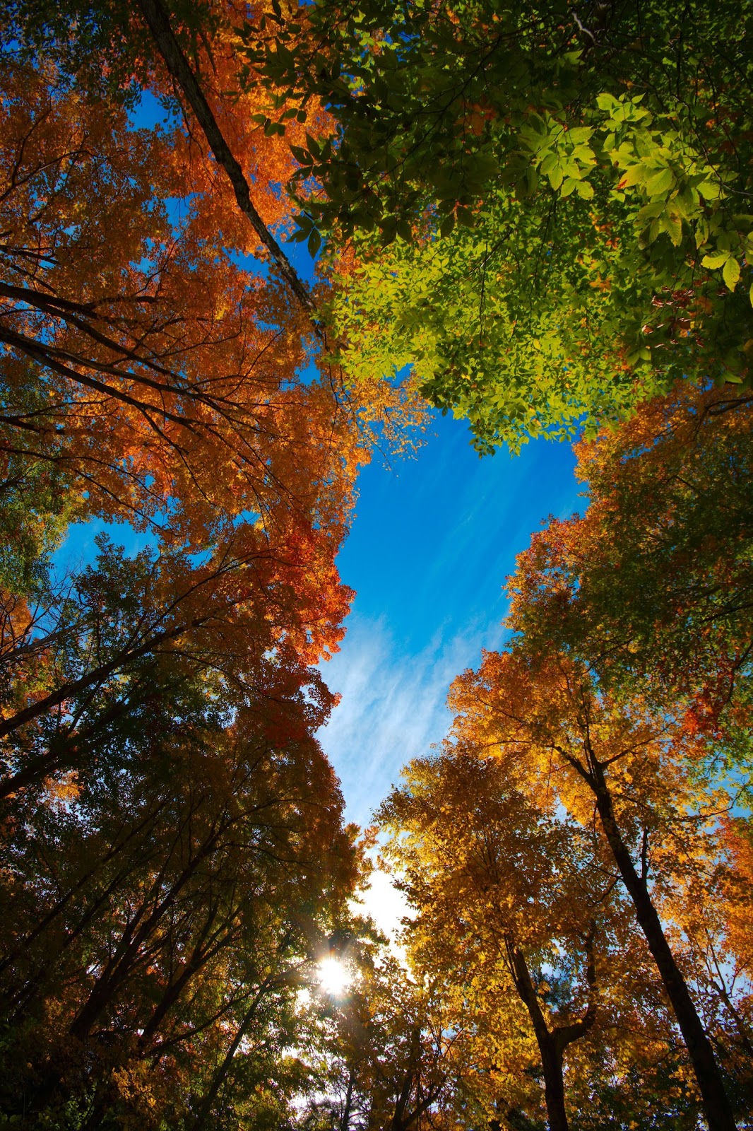 The Brown Knowser: Fall Rhapsody