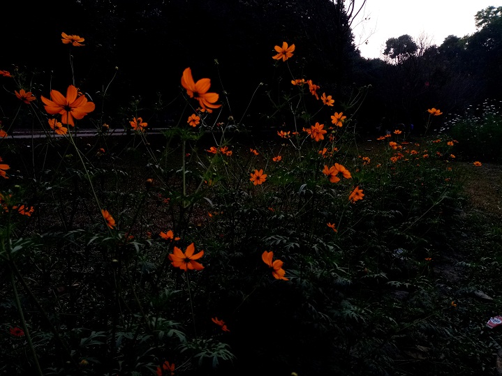 Primo X4 Pro review Camera Sample 4