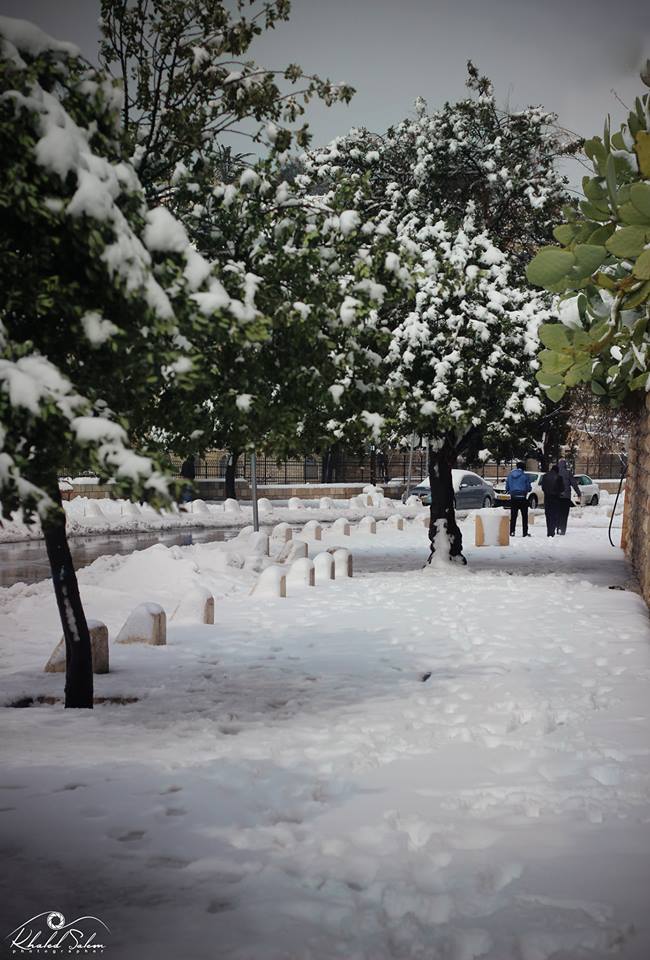 Photos of Jerusalem Gesthsemane
