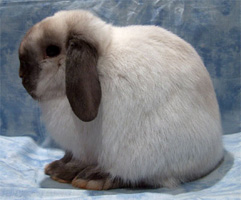 Balcony Bunny: Jenis Warna Arnab