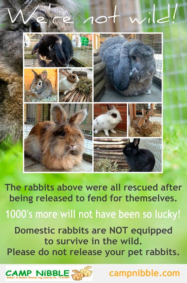 Rabbit Ramblings PLEASE Do NOT release a domestic rabbit outside into the "wild"