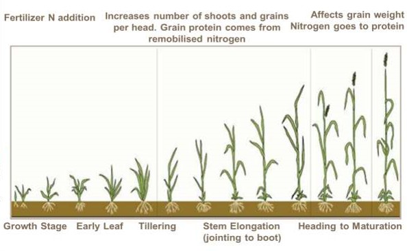 Wheat Farming/Processing on Business Plans and Feasibility Study Report Wheat Farming/Processing on Business Plans and Feasibility Study Report