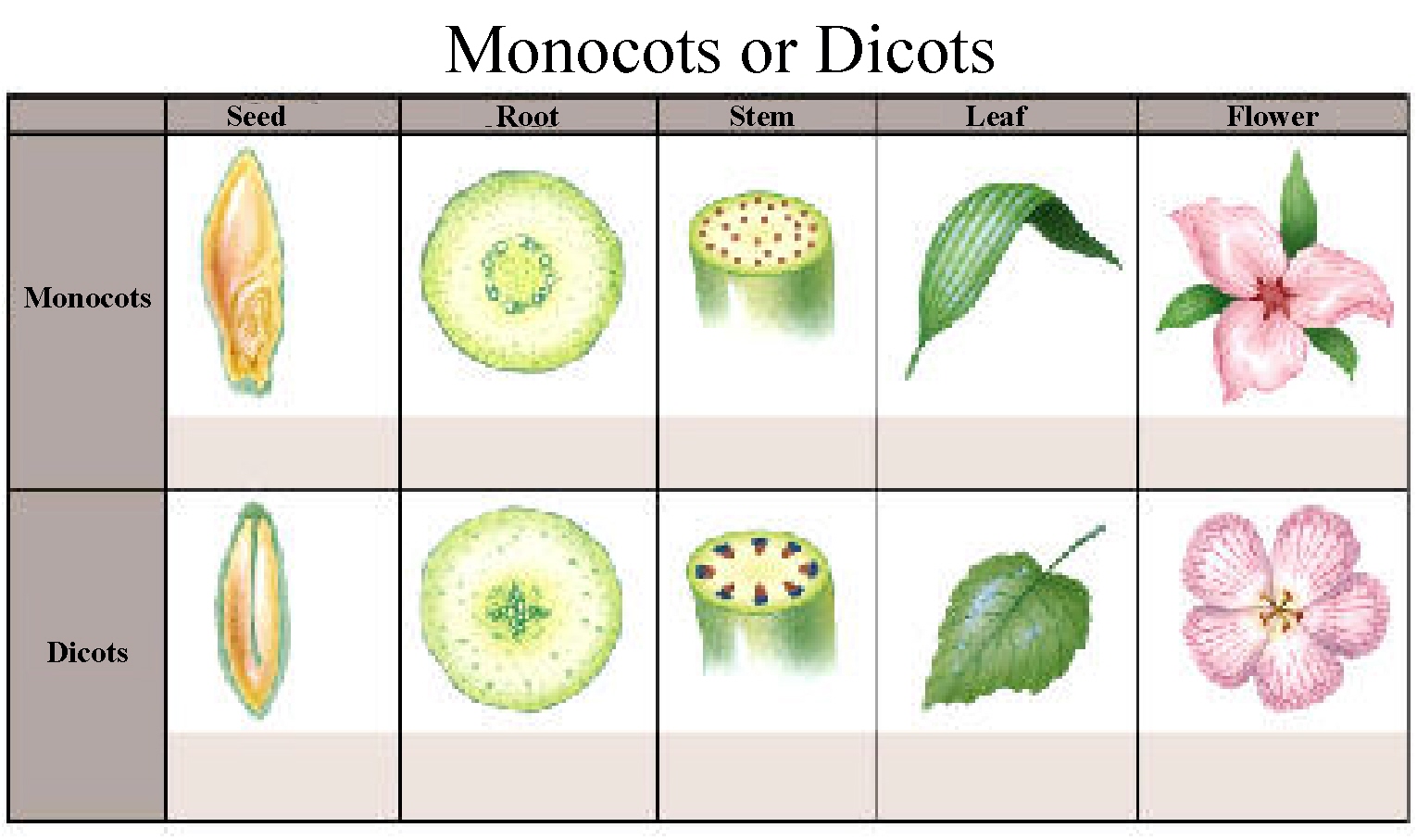 Monocot Seed Diagram