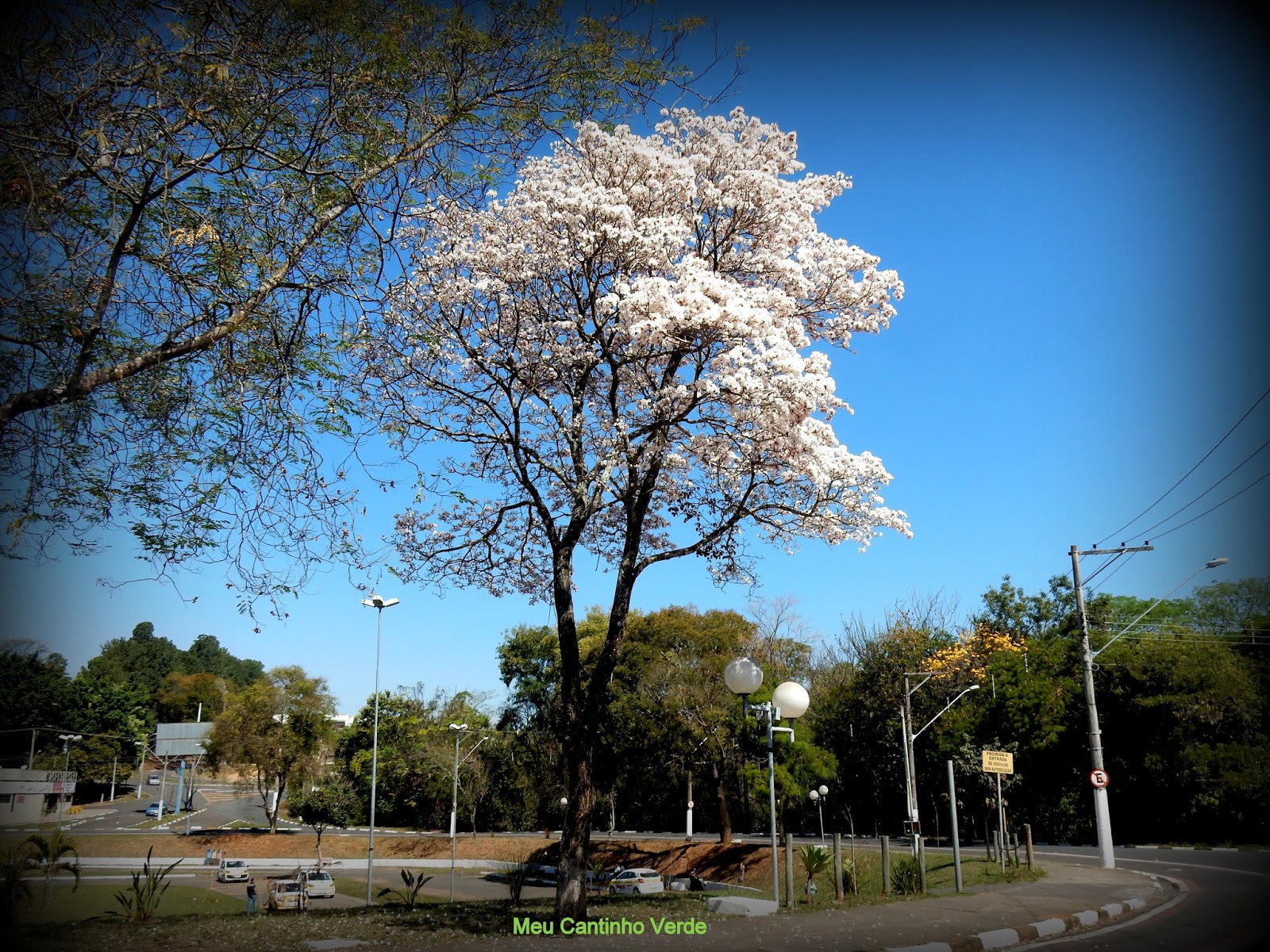 Meu Cantinho Verde: IPÊ-BRANCO - ( Tabebuia roseo-alba )