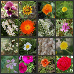 Collage de flors