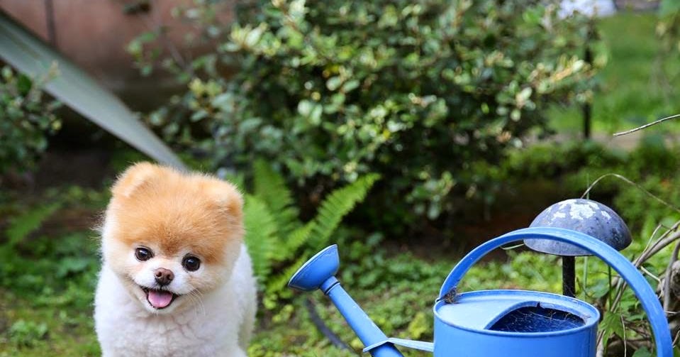 Bilder Zu Boo Der Süßeste Hund Der Welt