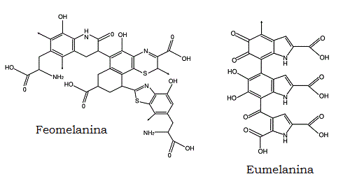 Resultado de imagem para eumelanina e feomelanina pdf"