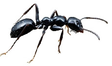 Formiga Carpinteira (Camponotus spp.)