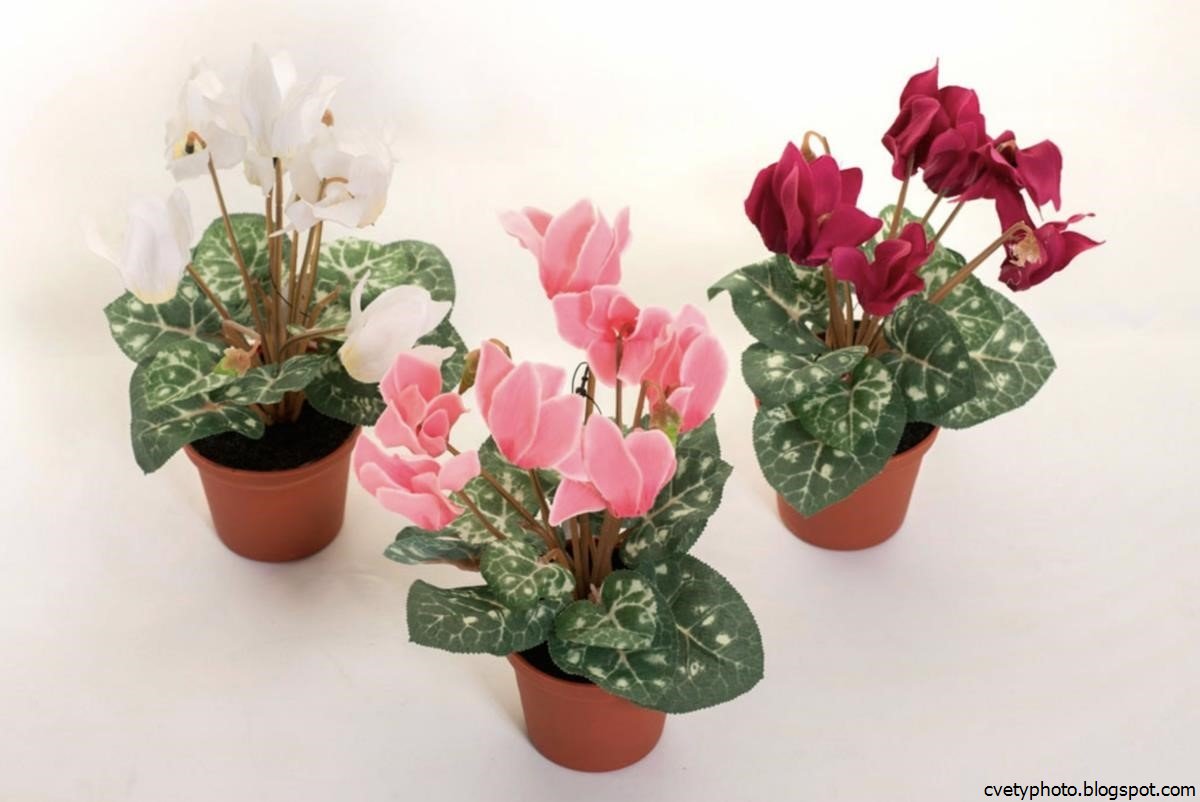 цикламен цветок комнатный. цикламен (амариллис). цикламен d15 h35. цикламен комнатное растение. цикламен домашний.