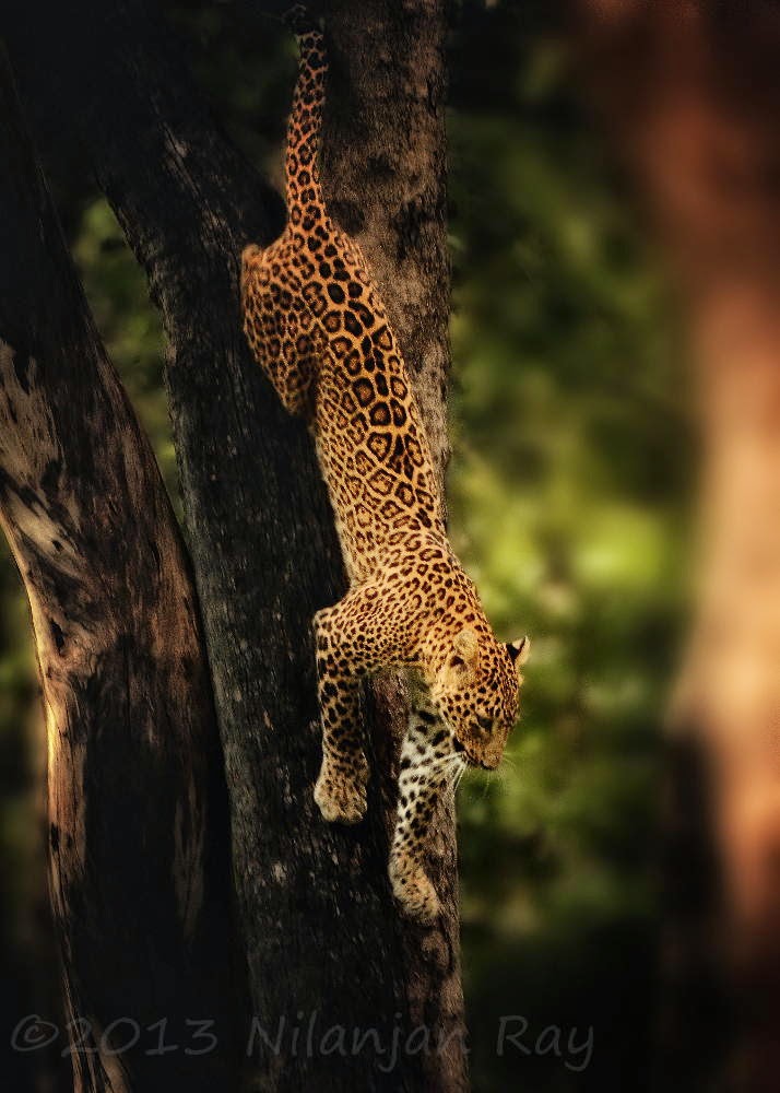 Indian leopard (female) at the Satpura National Park,India-10 Worlds Amazing Forests Indian leopard (female) at the Satpura National Park,India 10 Worlds Amazing And Beautiful Forests