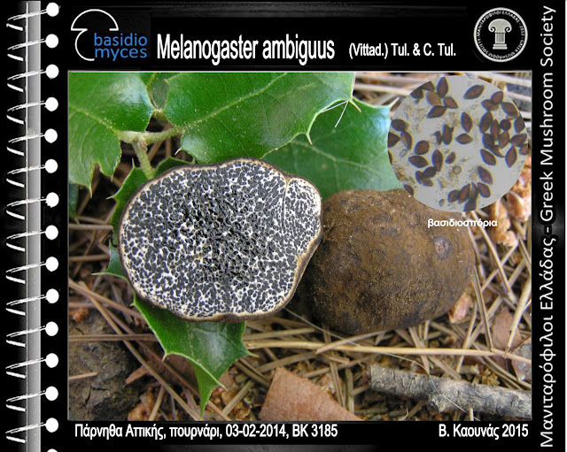 Melanogaster ambiguus (Vittad.) Tul. & C. Tul.