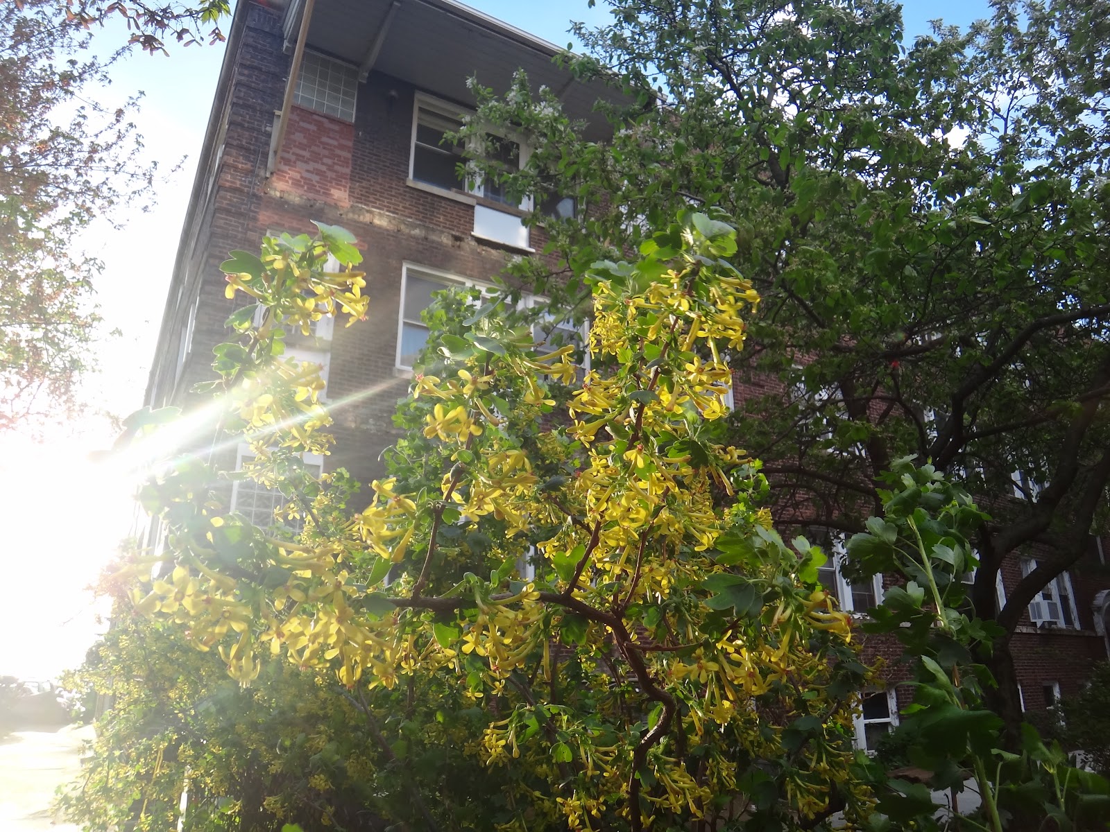 Rogers Park in 1,000 words A Walk down Jarvis Avenue Rogers Park updates