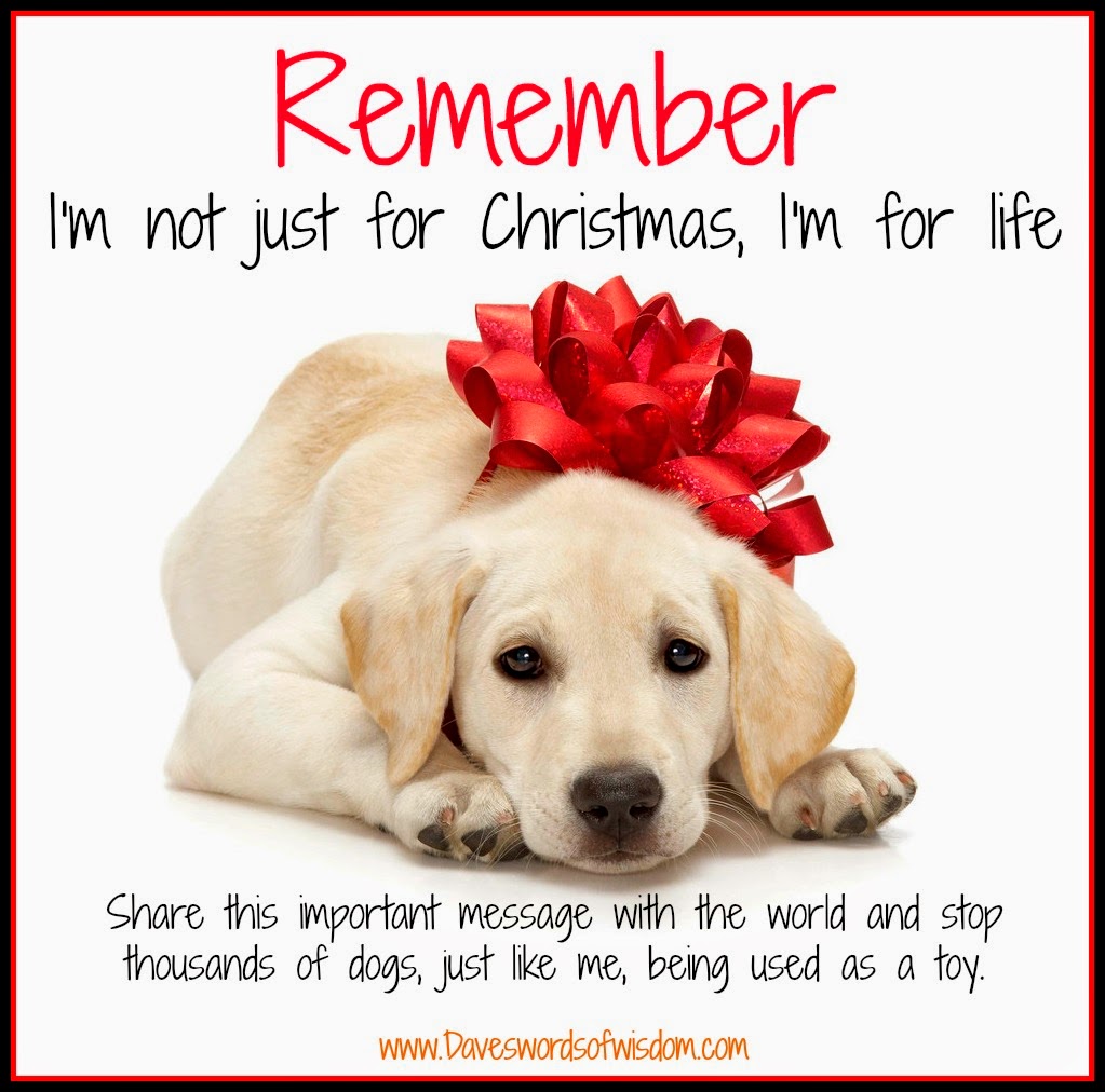 A pet is not just for Christmas.