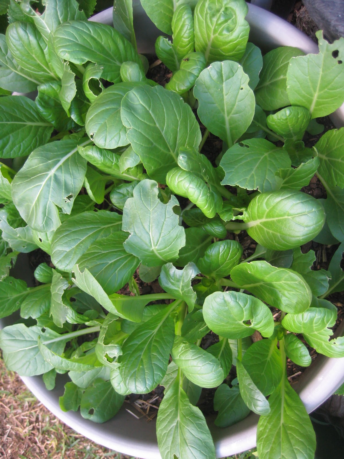 Our Green Haven Pak Choy Green & Gai Choy/Mustard Green