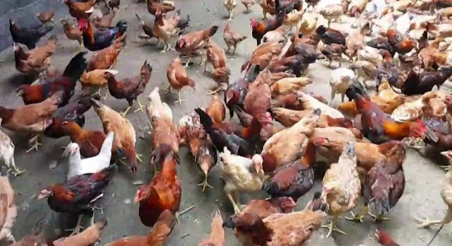 Keutungan Budidaya Ayam Joper, Balik Modal Dalam Waktu Relatif Singkat