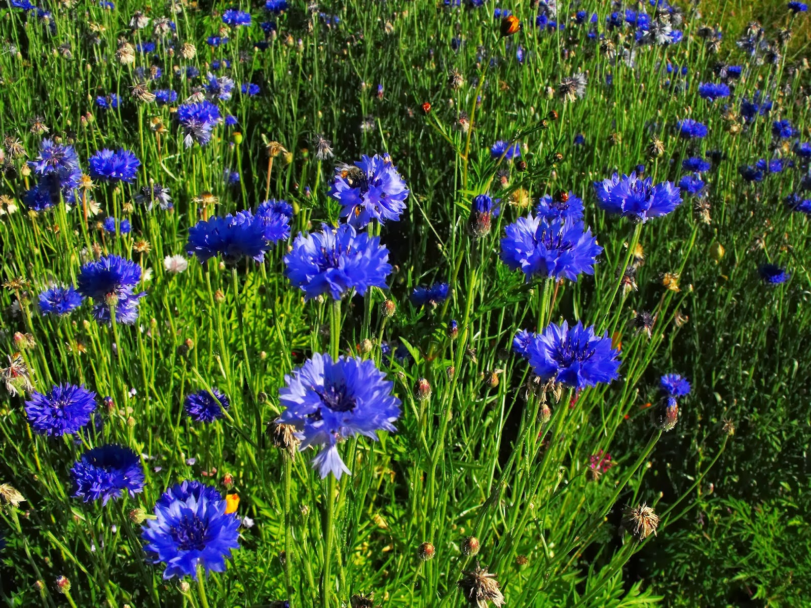 Happy Ramblings Another successful wildflower garden!
