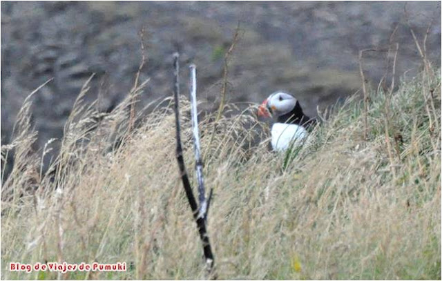 Frailecillos en Dysloraley, Islandia Es posible observar el vuelo los frailecillos en varios lugares de Islandia y especialmente en Dysloraley
