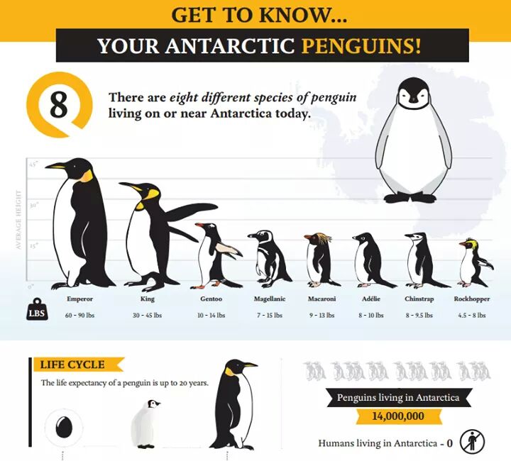 Animals and Kids World: Learn About Penguins-Penguin Fun Facts