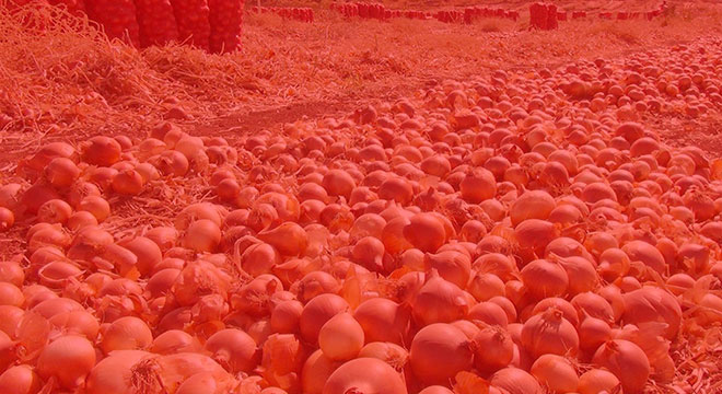 Unsold tons of onions rot in the fields Unsold tons of onions rot in the fields