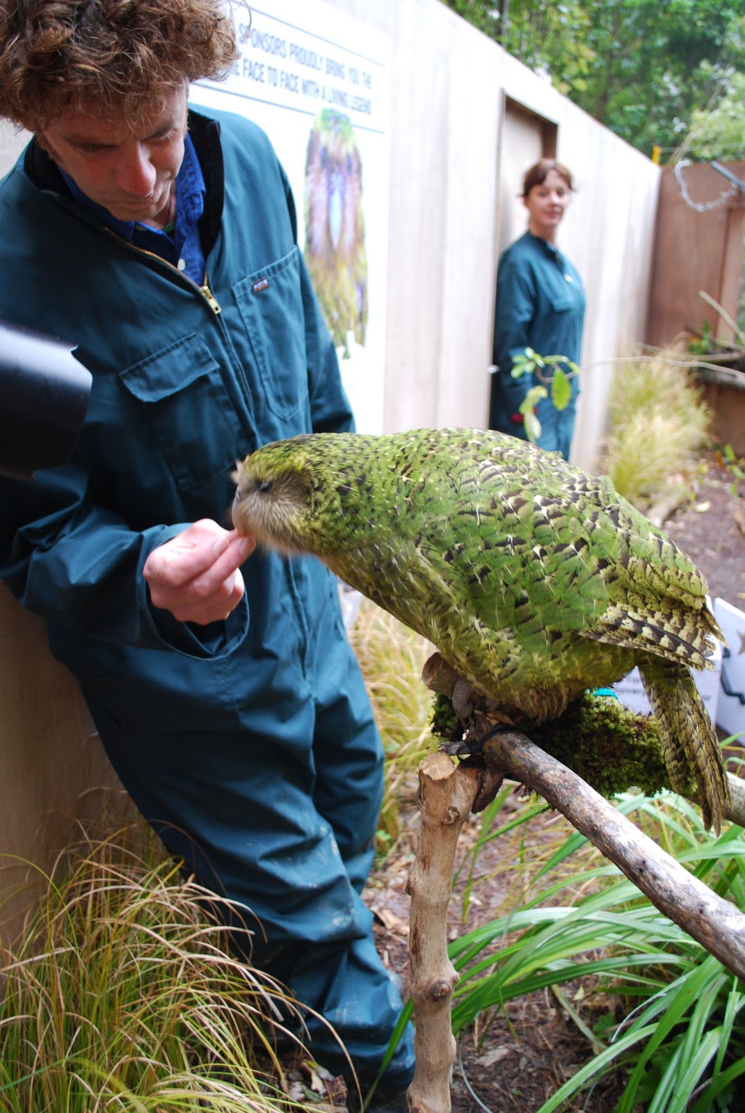 Kakapo, World’s Largest Parrot | Animal Photo