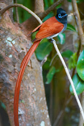 paradise flycatcher african africa south bird birds kruger park national fly flycatchers flying catcher jimmy seychelles tail parks medium monarch