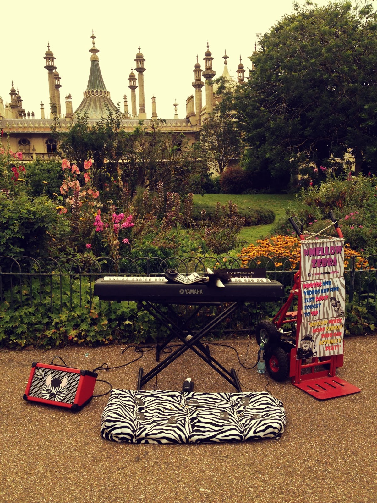 Mellow Zebra Escape From The Zoo Sunny Day in Brighton