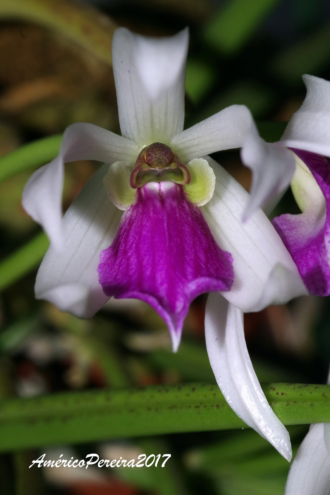 Orquídeas soltas: Leptotes bicolor