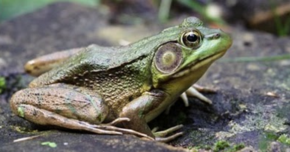 Ringkasan Materi Biologi Vertebrata Amphibi Pintar Biologi