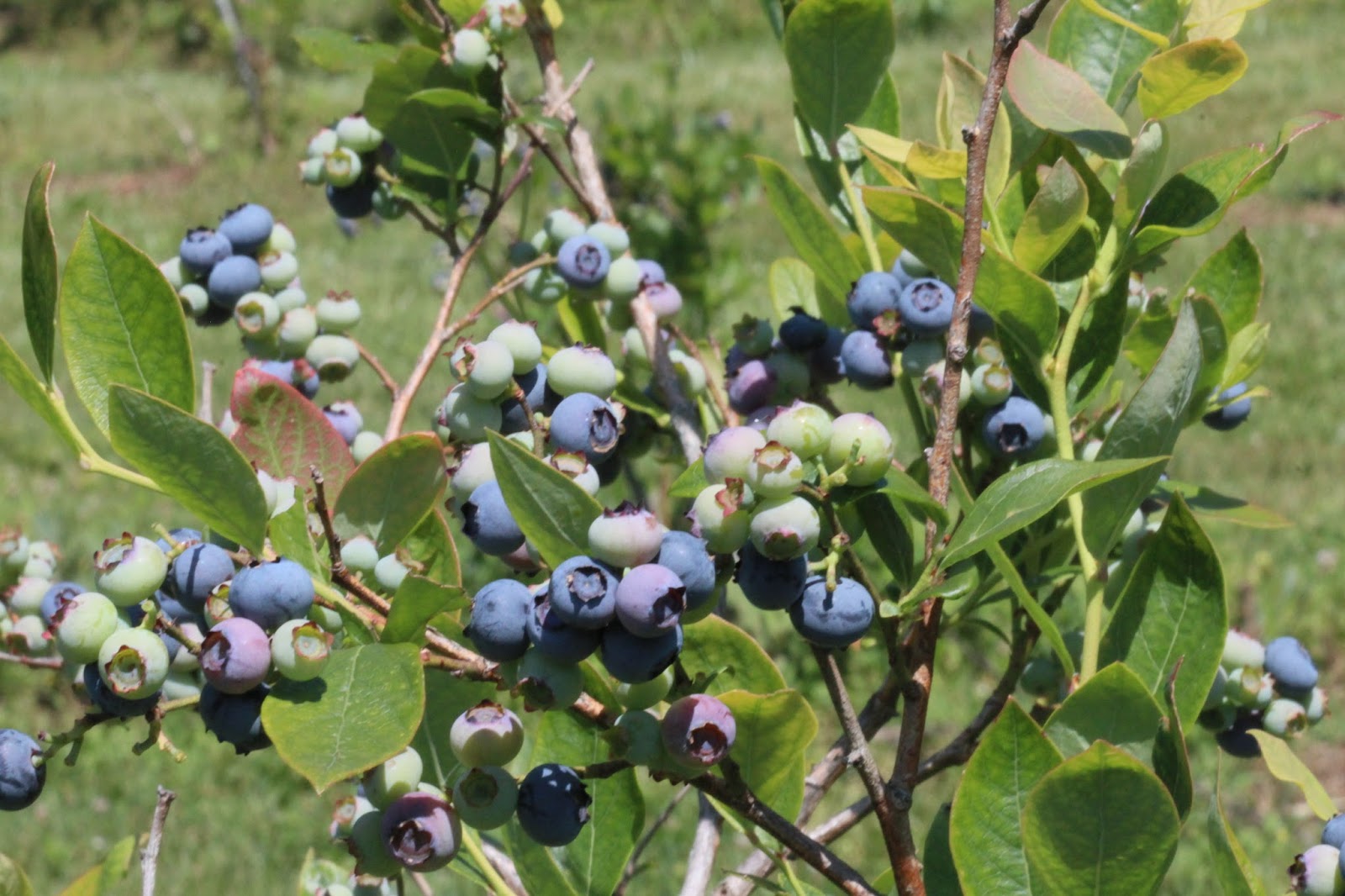 Hop'n Blueberry Farm News Blueberry Season Notice