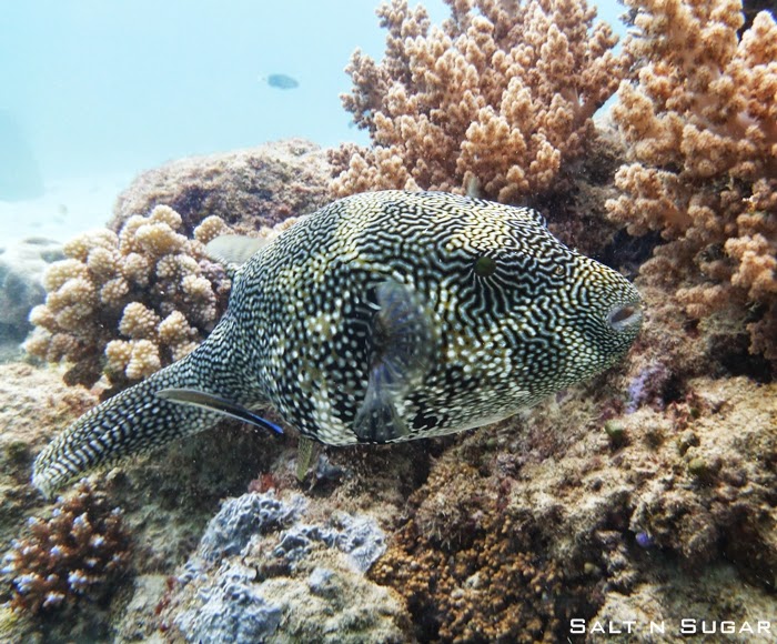 Salt and Sugar: Cairns – SilverSwift – 首選 Dive and Snorkel Day Trip！