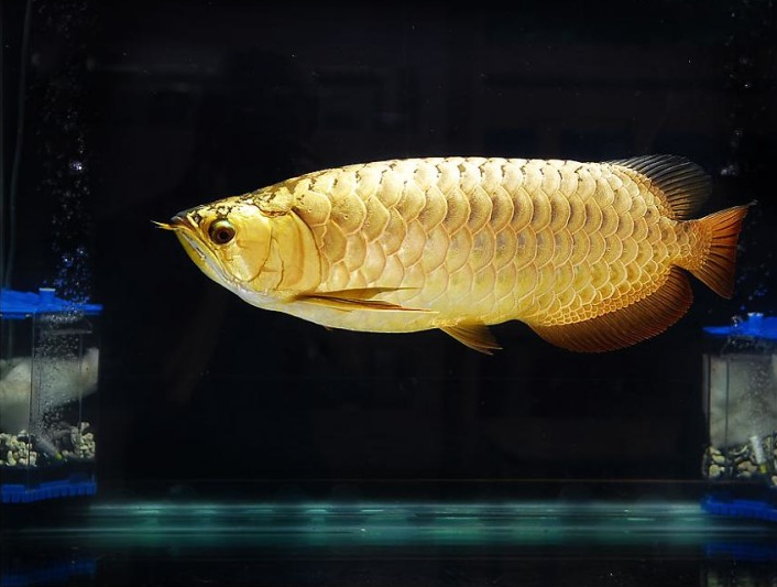 Ini Dia JenisJenis Ikan Arwana Terbaik Harga Mahal dan Gambarnya jpg (706x533)