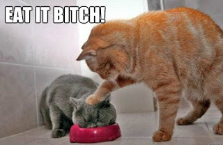 Cat Memes Photos Cat Memes Photos