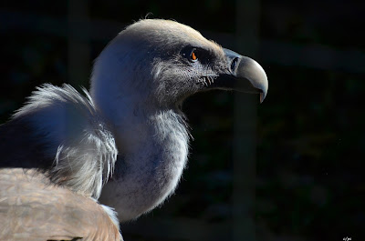 Gänsegeier, Griffon aasvoël, Shkaba Griffon, Griffon vulture Vogel, bird, oiseau, Uccello, Pássaro, птица, pájaro, kuş, chim, vták, pták, madár, птушка, zog, ptica, птица, lintu, πουλί, птица, fågel, kuş, madár, zog