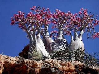 La extraña Isla de Socotra.