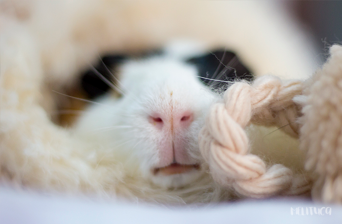 hora siesta kevin cobaya fotografía