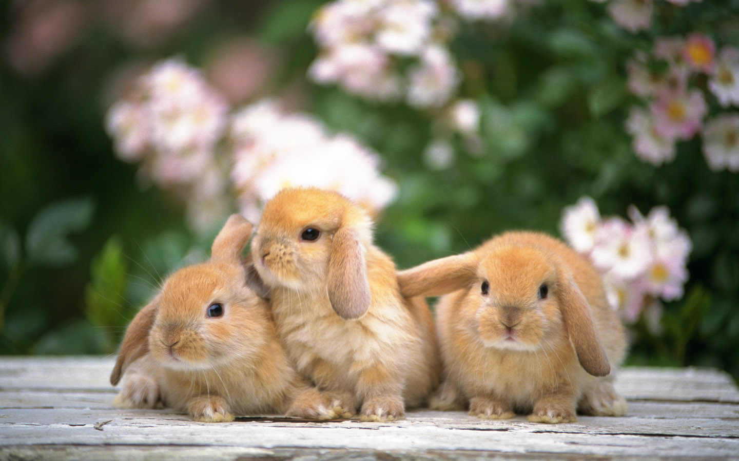 Deal with pets Cute Rabbits Photos