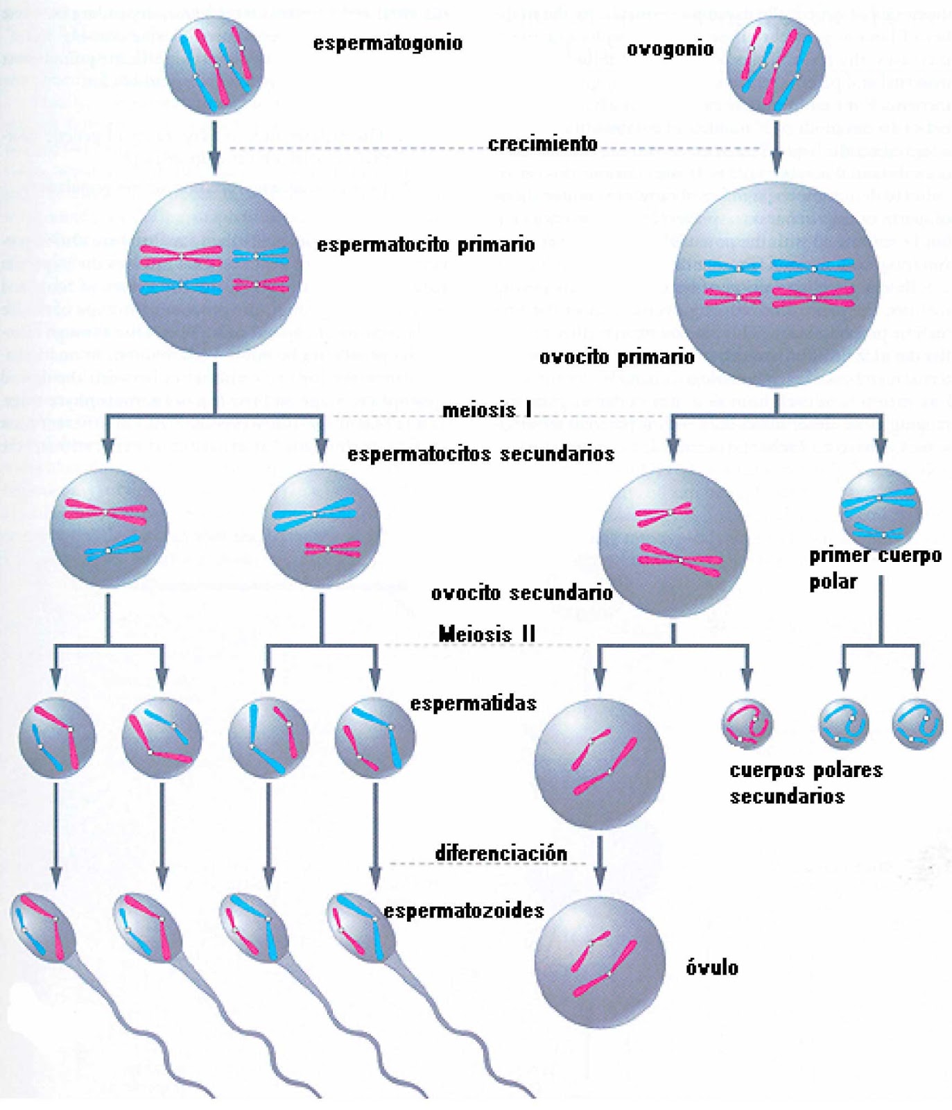 EMBRIOLOGIA UCC: GAMETOGENESIS