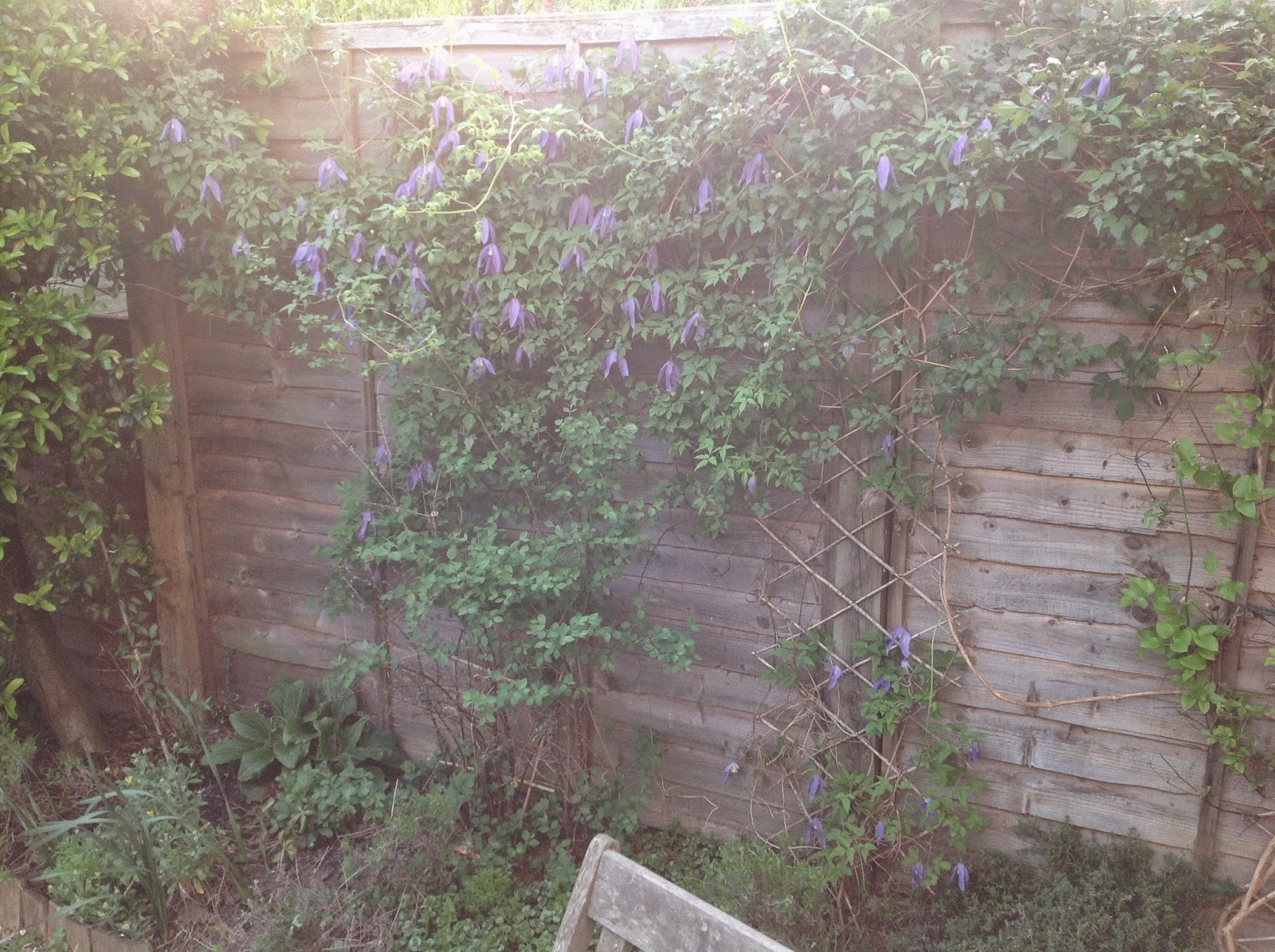 Making something out of nothing. How to hide an ugly fence... quite