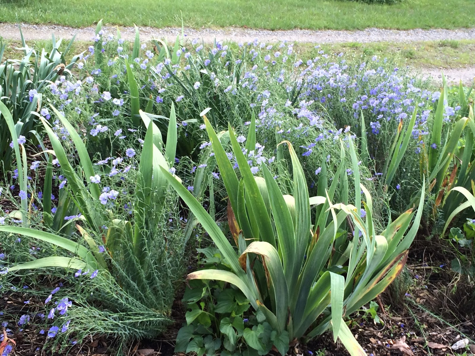 Songs from the Synapse How to Harvest Flax Seeds