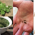 Amazing Home Remedy Will Help You Flush Out Your Kidney Stones Using Parsley Leaves
