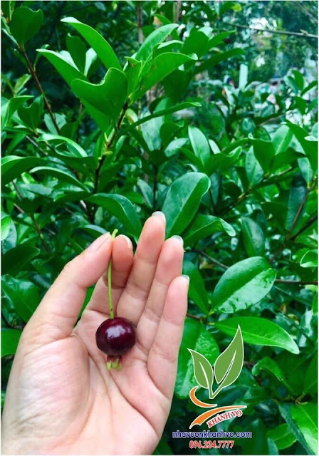 Cherry, top trái cây chất lượng. Click ---> trồng. Cee2ab345f6abc34e57b