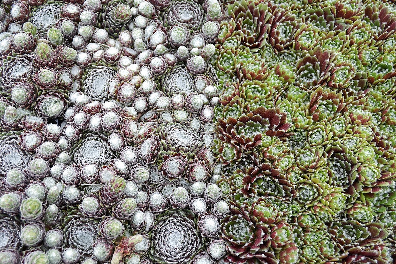 The Outlaw Gardener Vashon Island Part 3; Visiting Kathy's Corner Nursery