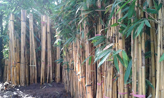 Jual Bambu Panda