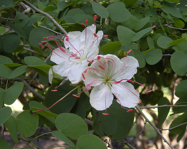 Bauhinia%2Bor%2BLysiphyllum_hookeri_flow