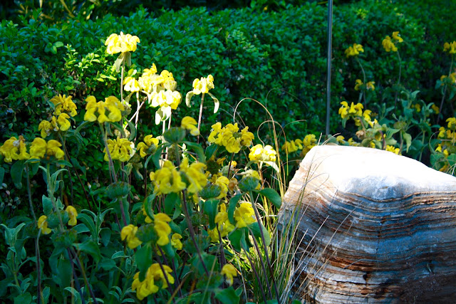 Ασφάκα (Phlomis fruticosa) Ασφάκα (Phlomis fruticosa)