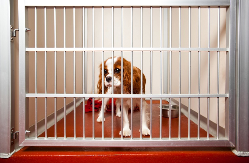 What Are The Things To Keep In Mind While You Go For Dog Minding And