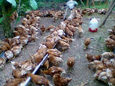 Cara Beternak Ayam Petelur rumahan bagi pemula Kandang Koloni