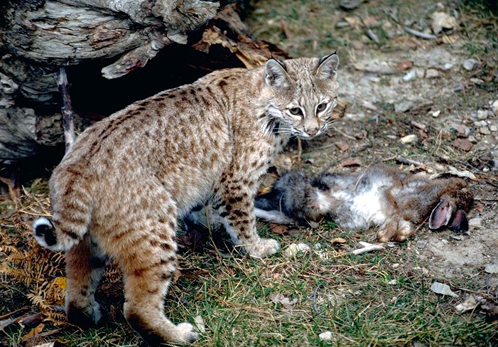 Endangered New Jersey: Hey, Is That a Bobcat in My Backyard?